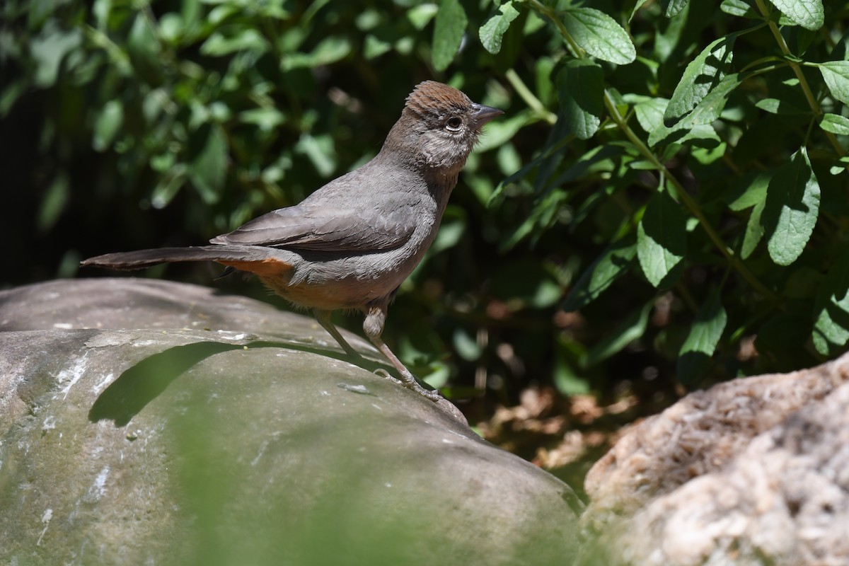 Canyon Towhee - Kevin Manley