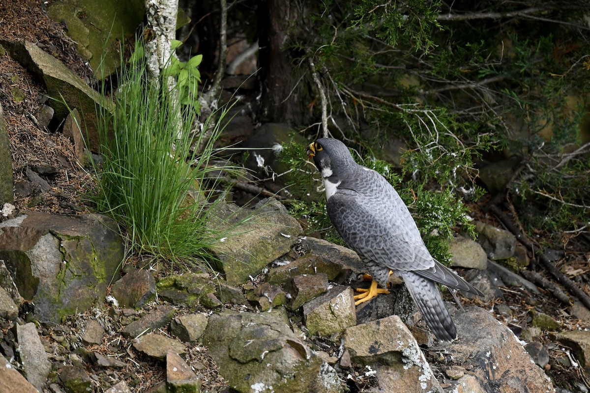 Peregrine Falcon - Stephen Broker