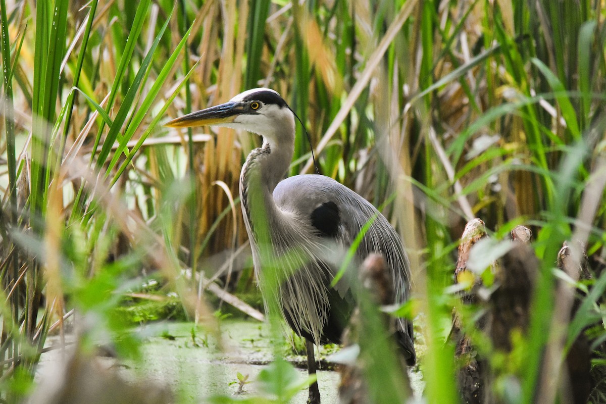 Great Blue Heron - Mark Greene