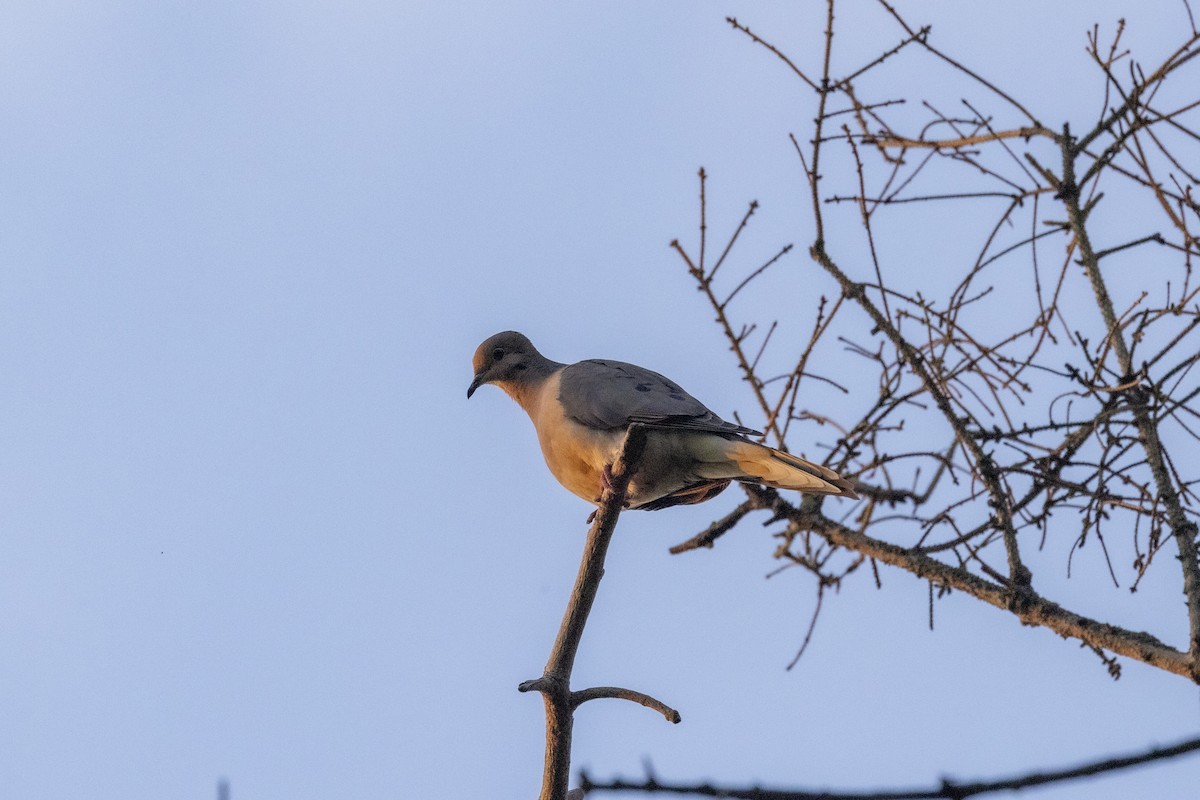 Mourning Dove - Ed kendall