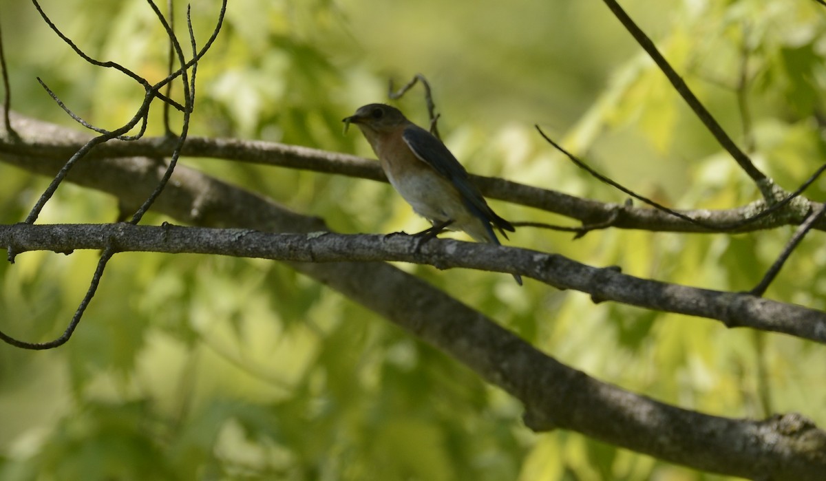 Eastern Bluebird - Spencer Vanderhoof