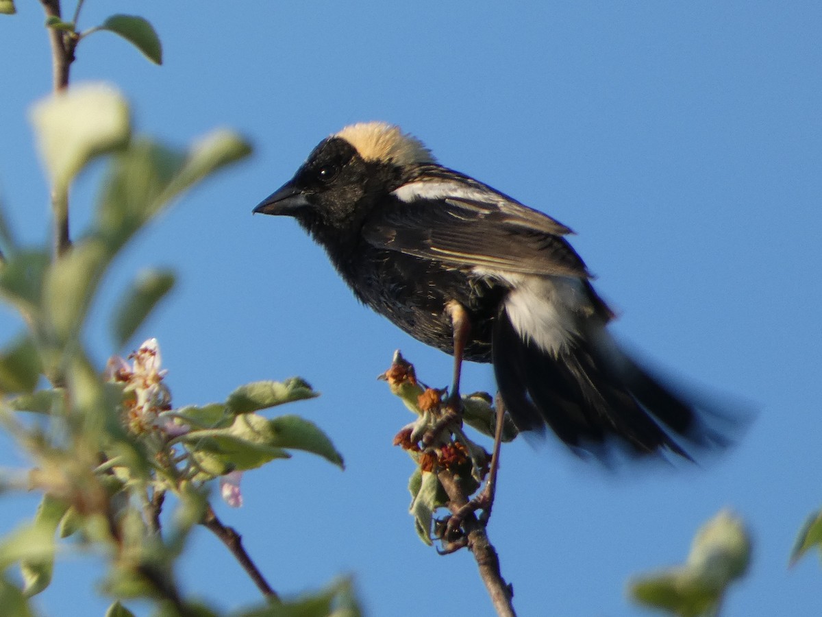 Bobolink - Tom Wheatley