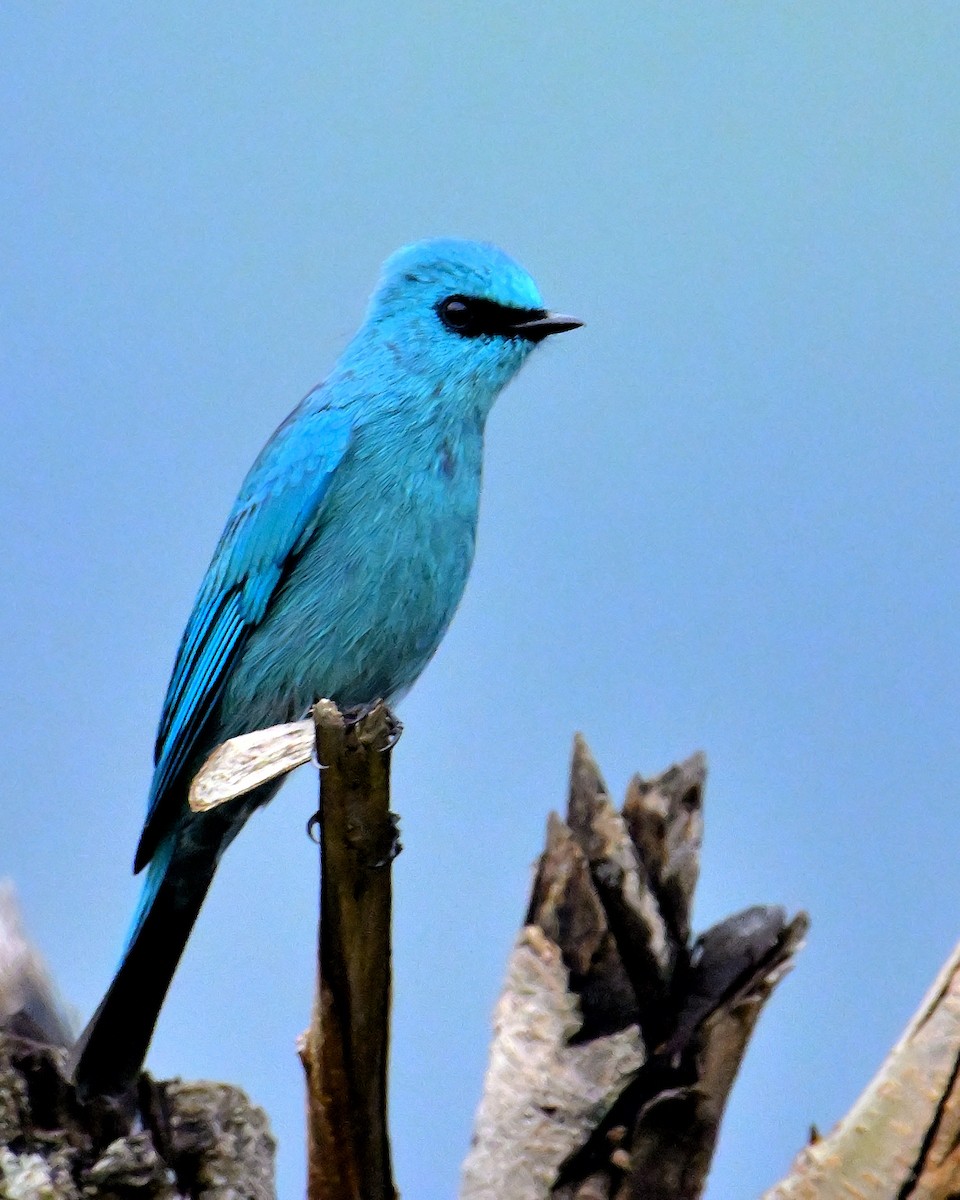 Verditer Flycatcher - Rajesh Gopalan