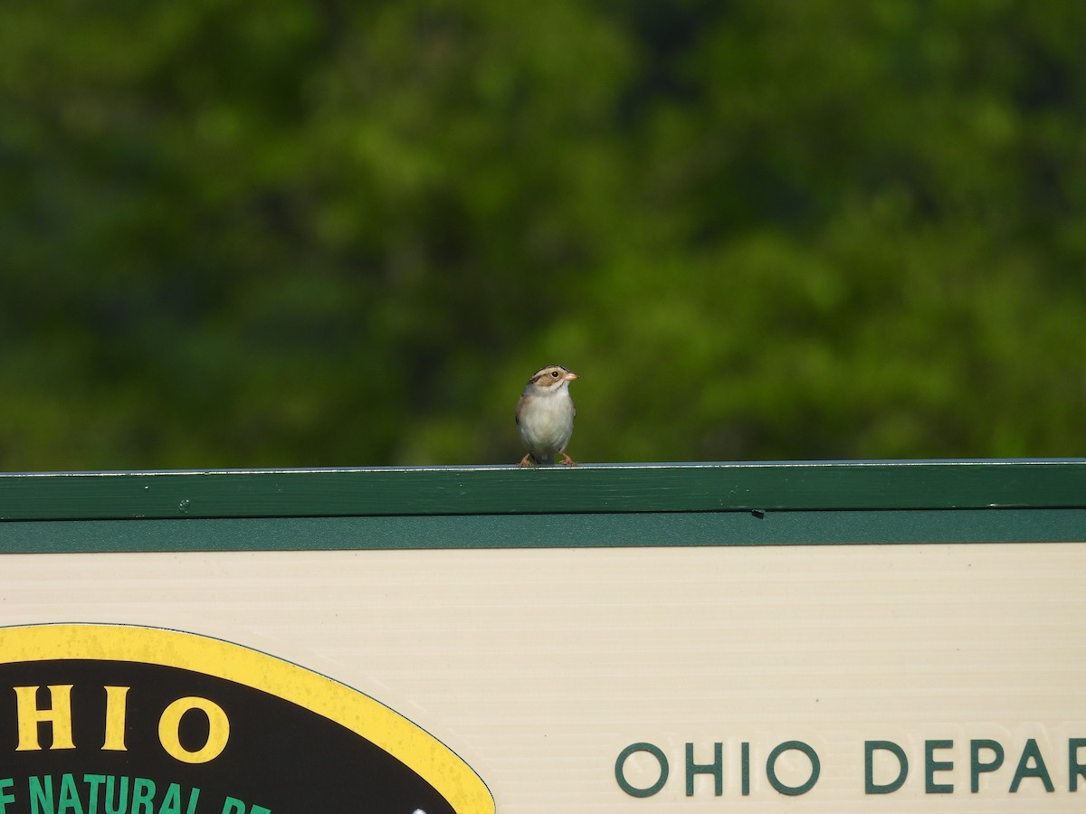 Clay-colored Sparrow - ML619340810