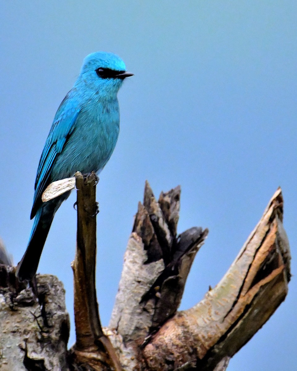 Verditer Flycatcher - Rajesh Gopalan