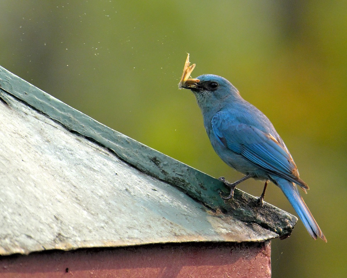 Verditer Flycatcher - Rajesh Gopalan