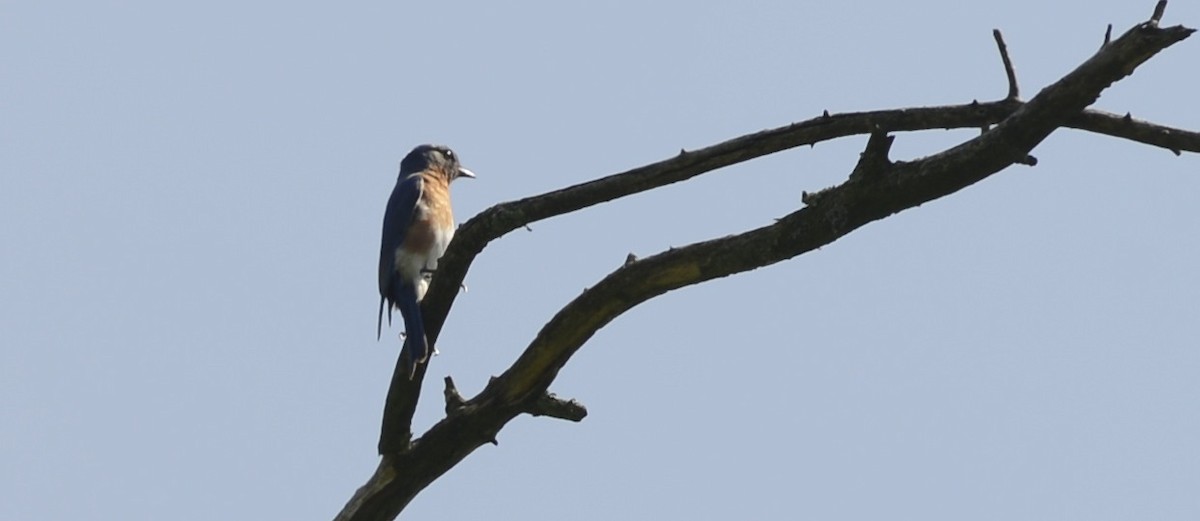 Eastern Bluebird - Spencer Vanderhoof