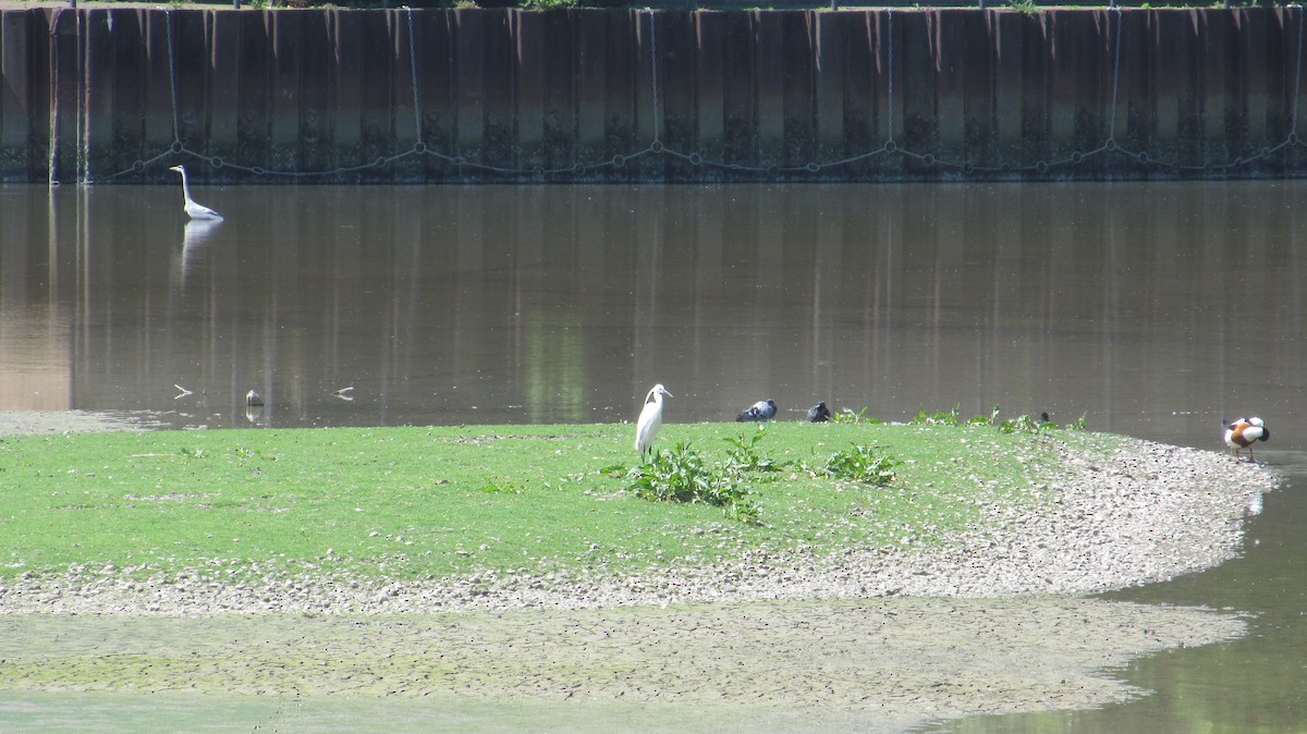 Little Egret - ML619340825