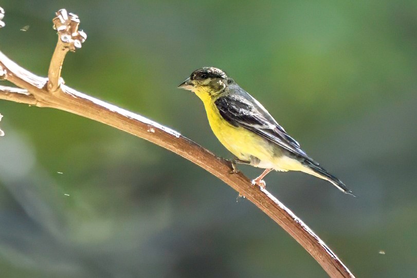 Lesser Goldfinch - LAURA FRAZIER
