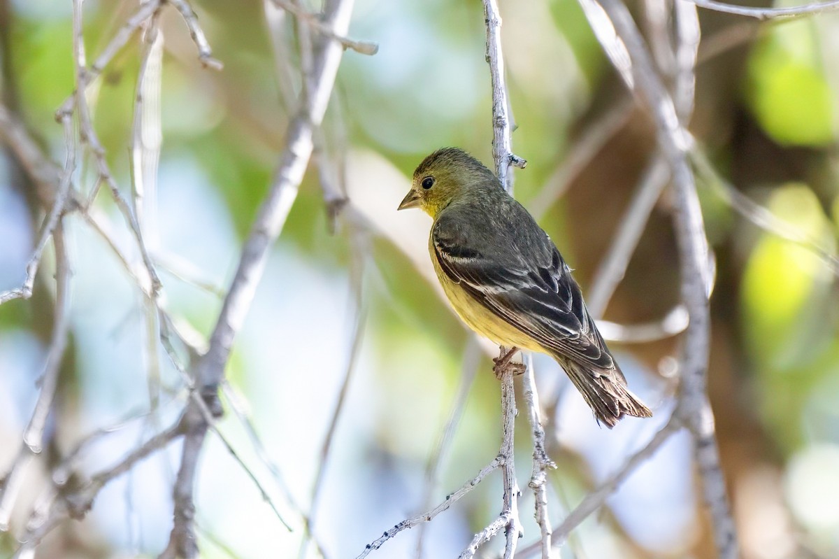 Lesser Goldfinch - LAURA FRAZIER