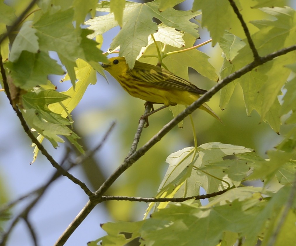 Yellow Warbler - Spencer Vanderhoof