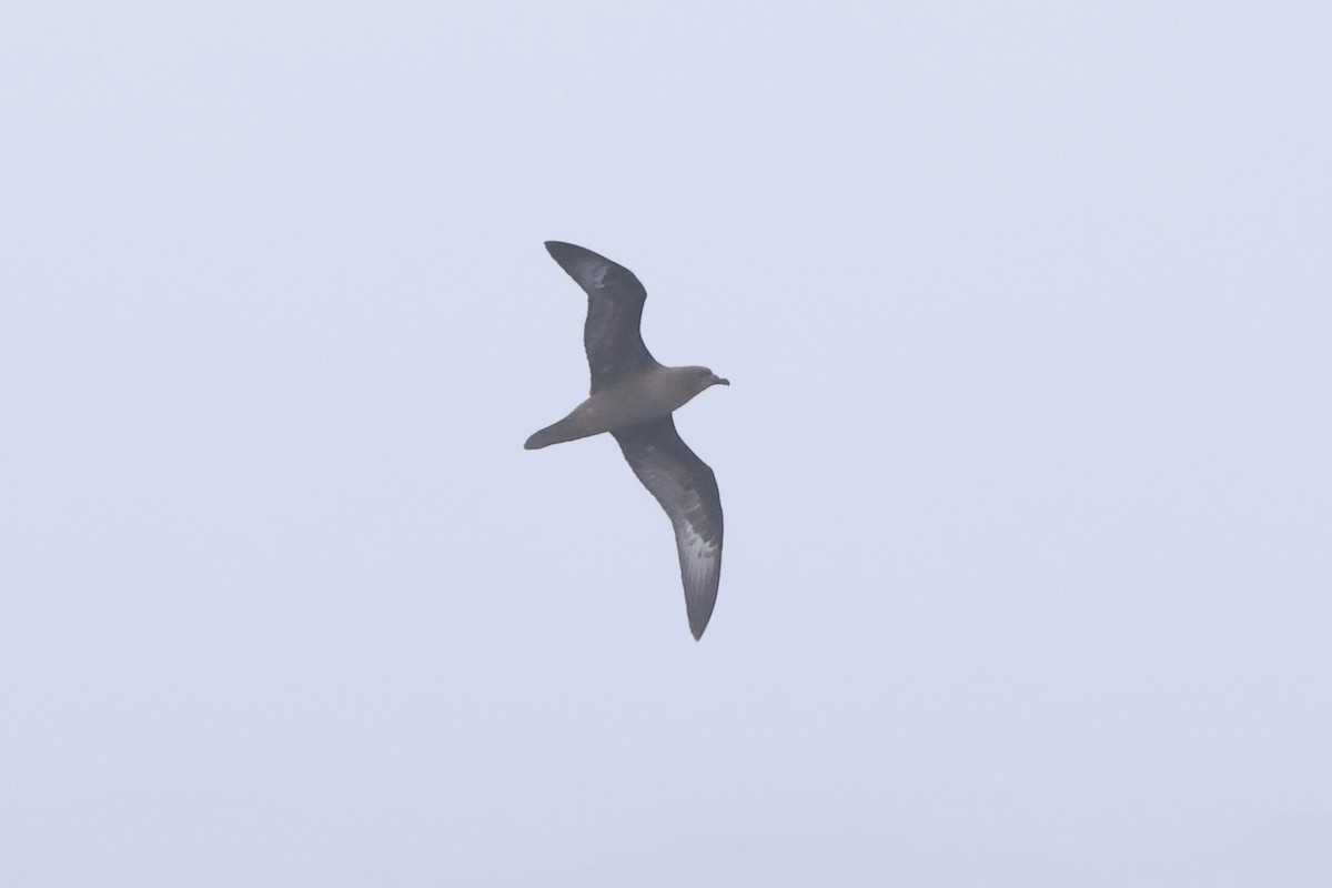 Trindade Petrel - Michael McCloy