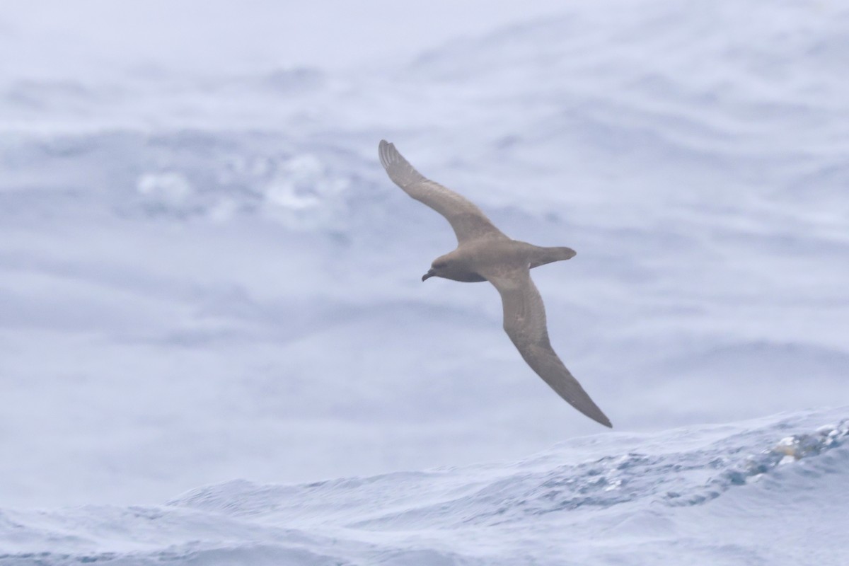 Trindade Petrel - Michael McCloy