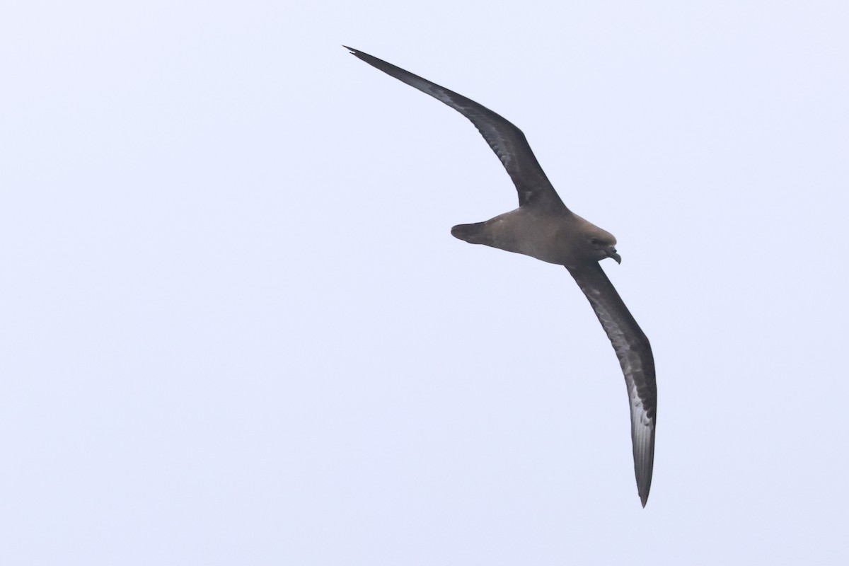 Trindade Petrel - Michael McCloy