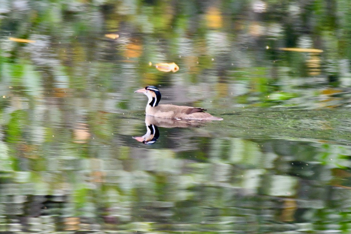 Sungrebe - Kelvin Bodden