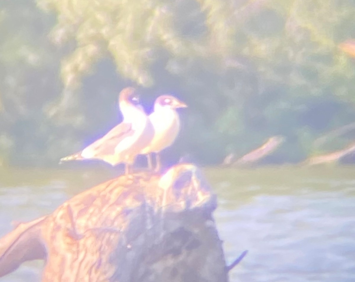 Franklin's Gull - ML619340890