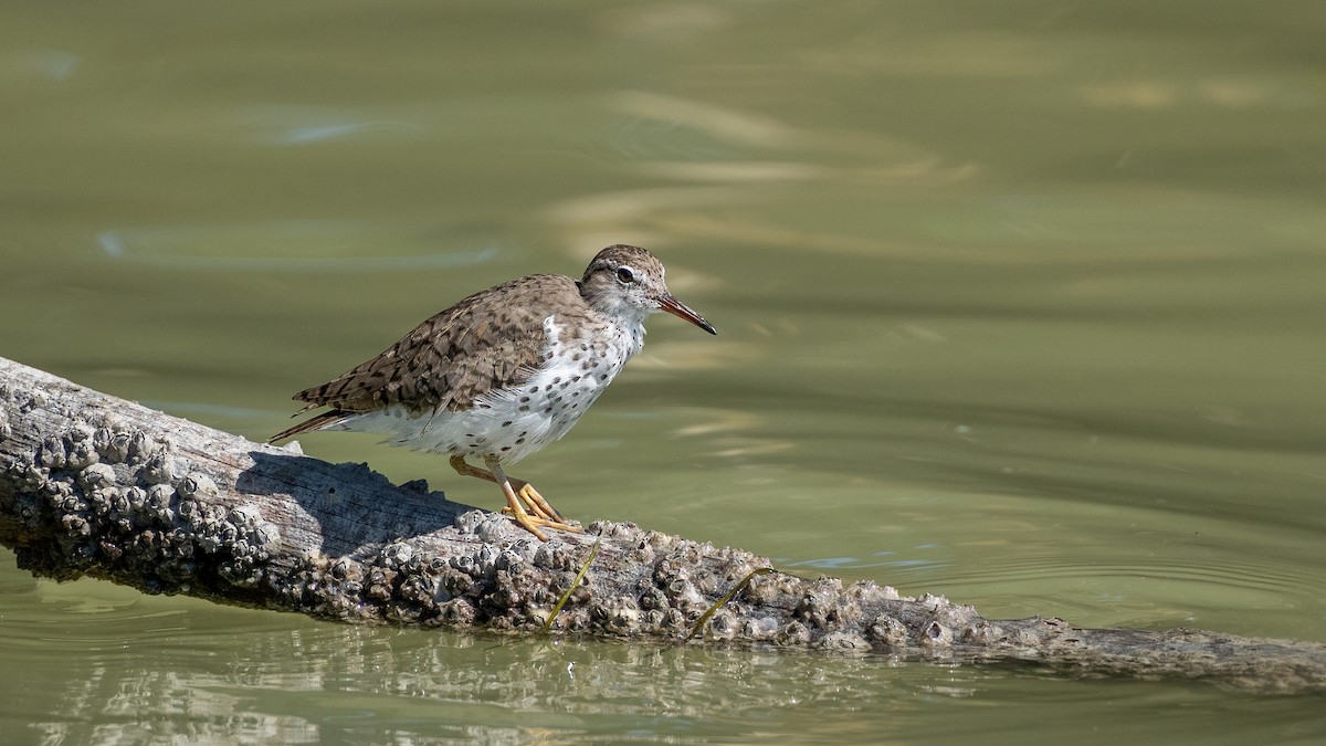 Spotted Sandpiper - Keith Kennedy