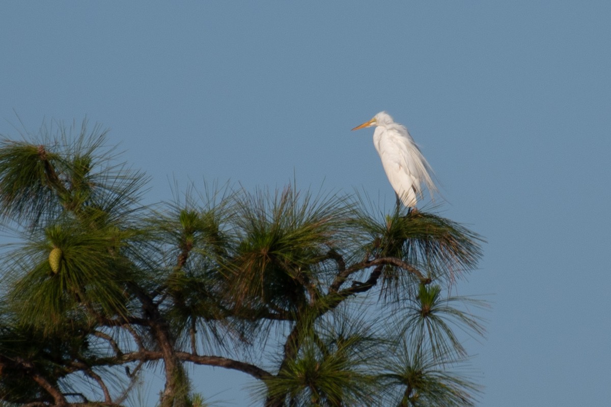 Great Egret - Rie & Matt