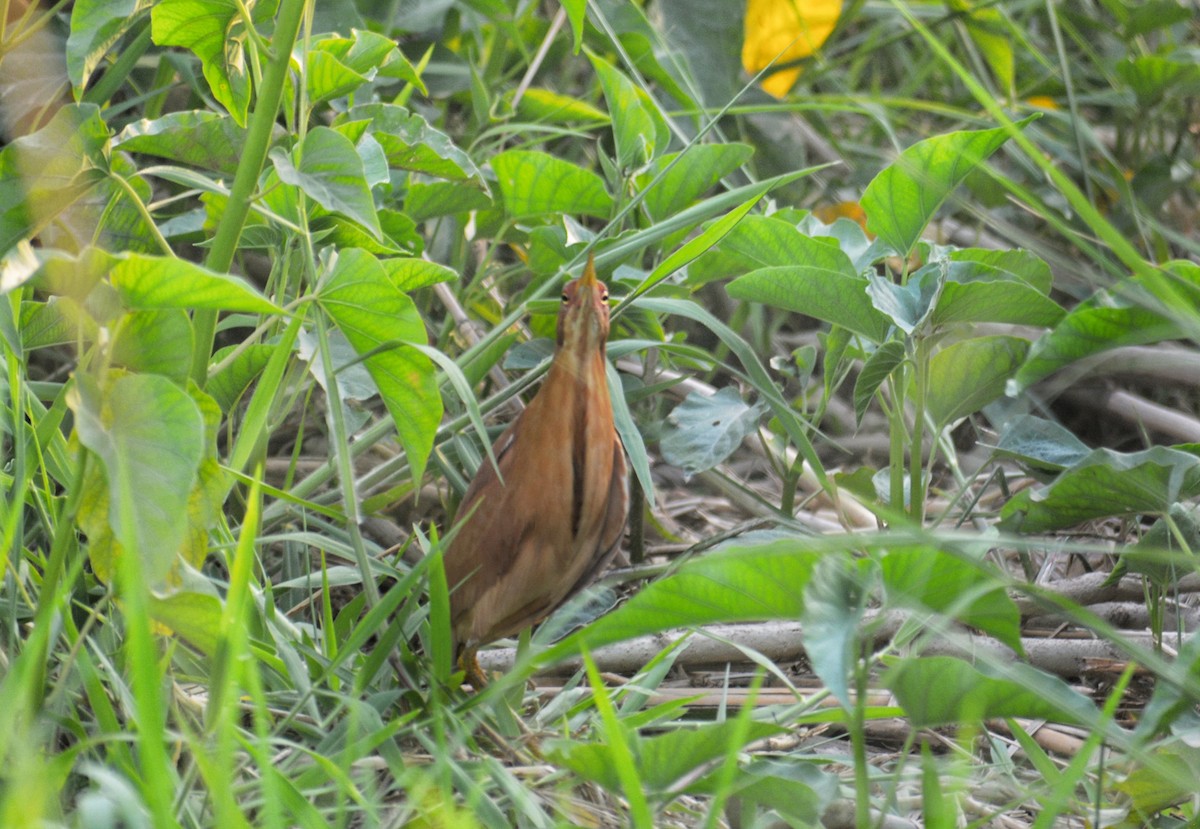 Cinnamon Bittern - ML619340961