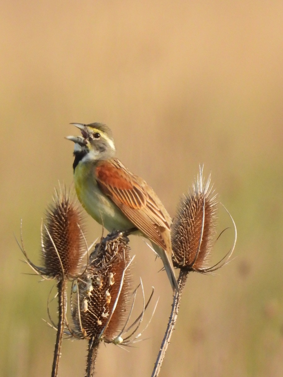 Dickcissel - ML619340969