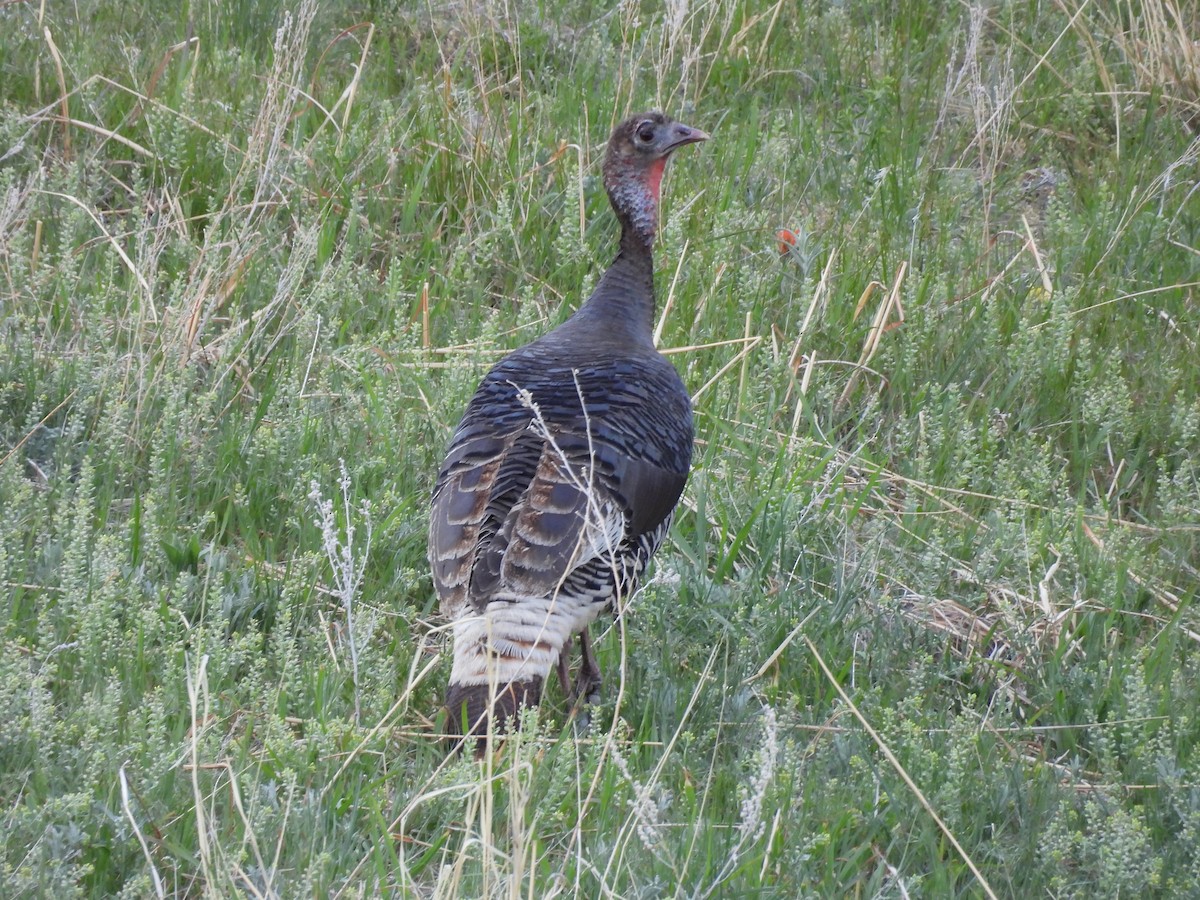 Wild Turkey - ML619340970