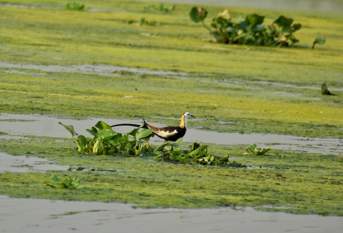 Pheasant-tailed Jacana - ML619340971