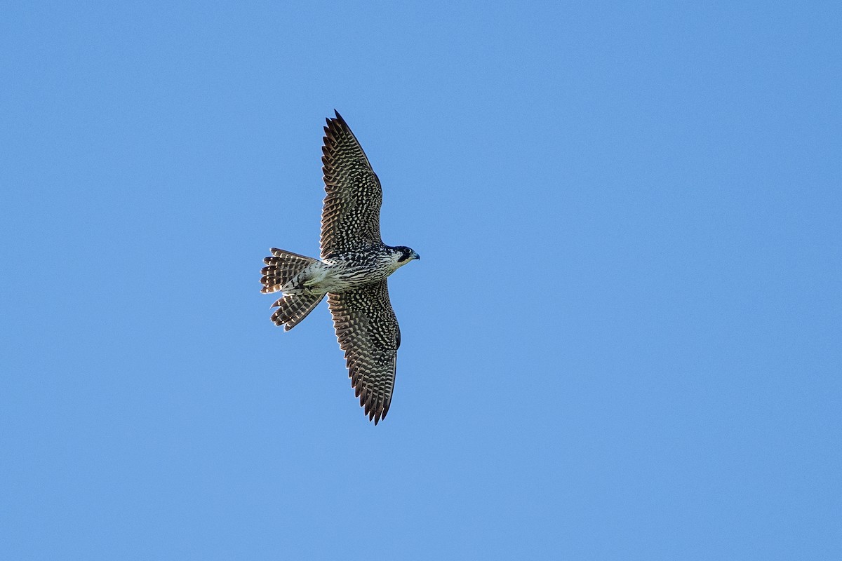 Peregrine Falcon - Keith Kennedy