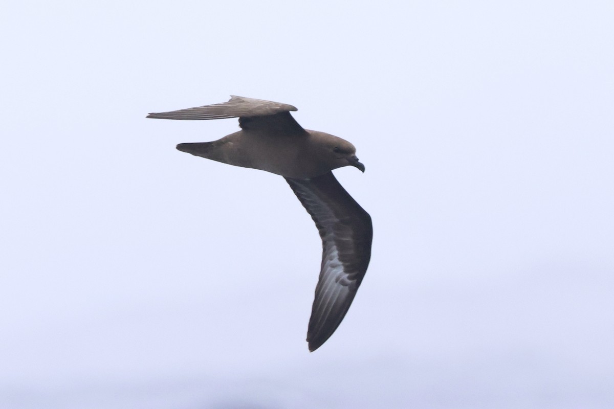 Trindade Petrel - ML619340980