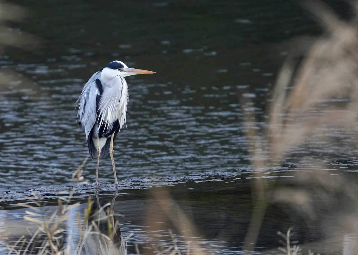 Gray Heron (Gray) - Cliff Halverson