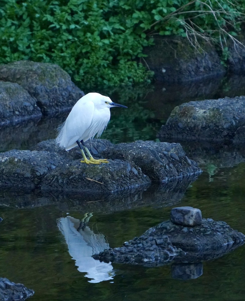 Little Egret (Western) - Cliff Halverson