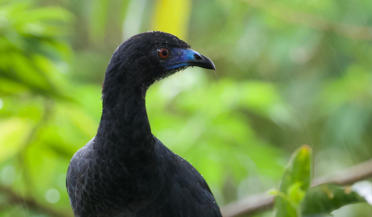 Black Guan - David Brassington