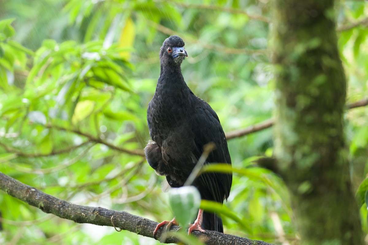 Black Guan - David Brassington