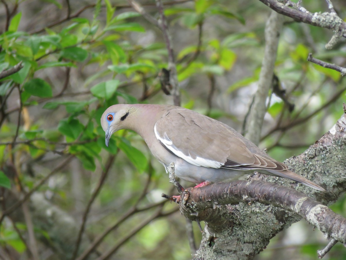 White-winged Dove - ML619341003