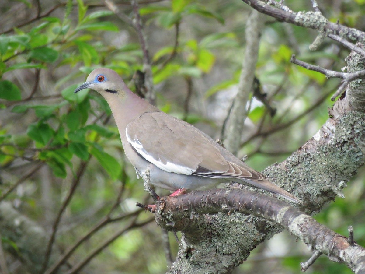 White-winged Dove - ML619341004