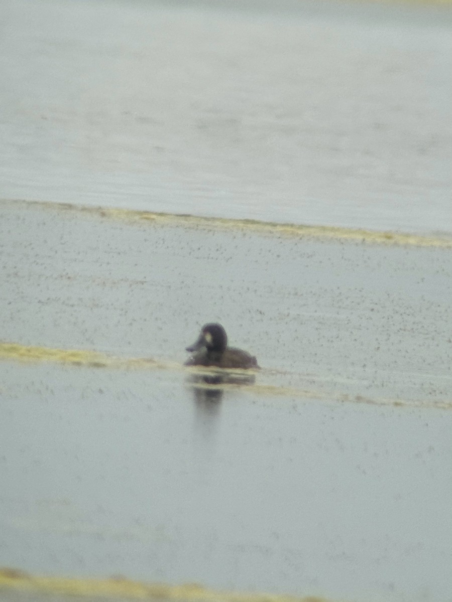 Greater Scaup - Benjamin Filreis