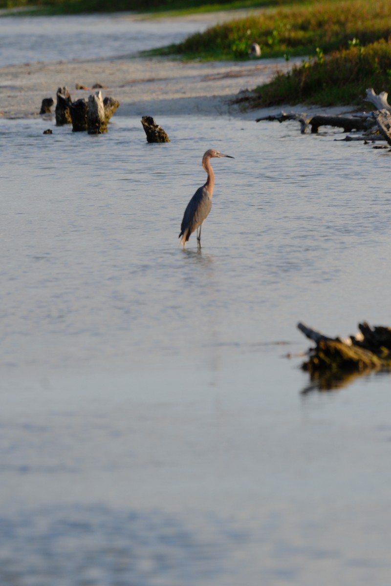 Reddish Egret - ML619341040