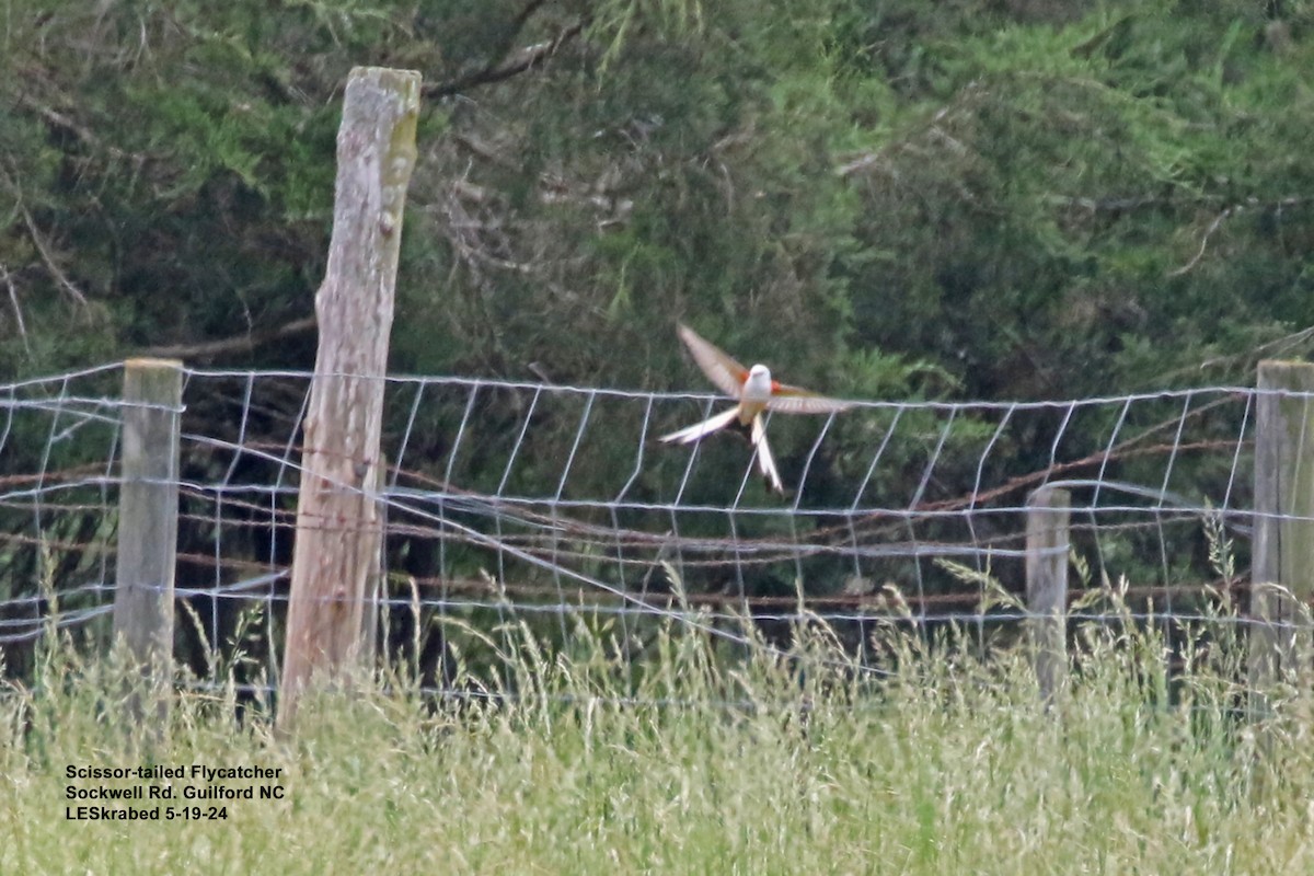 Scissor-tailed Flycatcher - L Skrabec