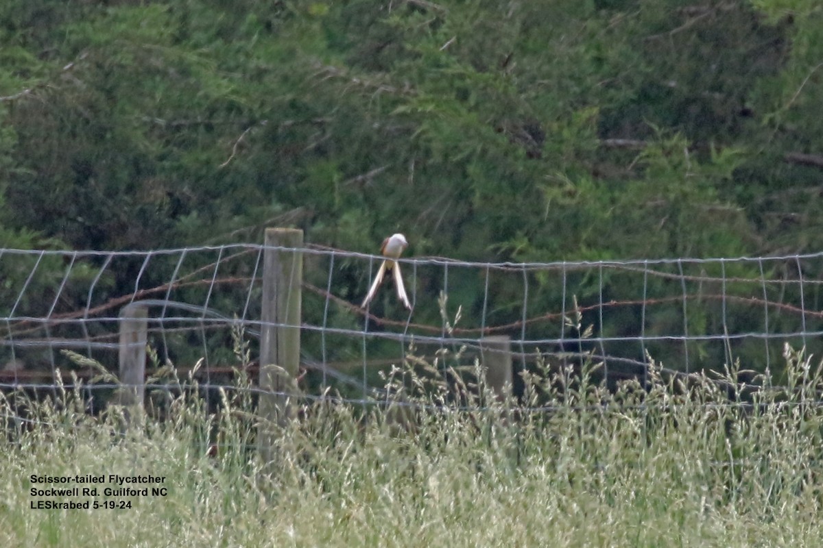 Scissor-tailed Flycatcher - L Skrabec