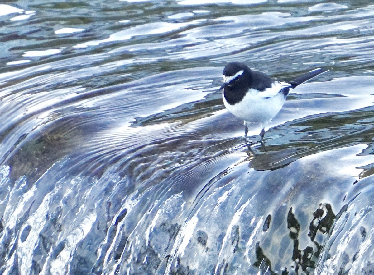 Japanese Wagtail - ML619341060