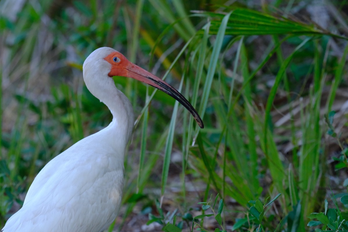 Ibis blanc - ML619341071