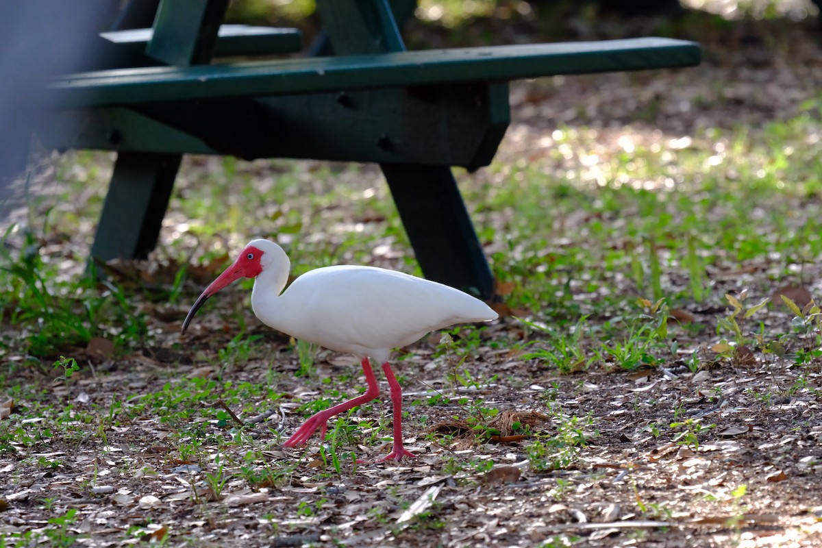 White Ibis - ML619341072