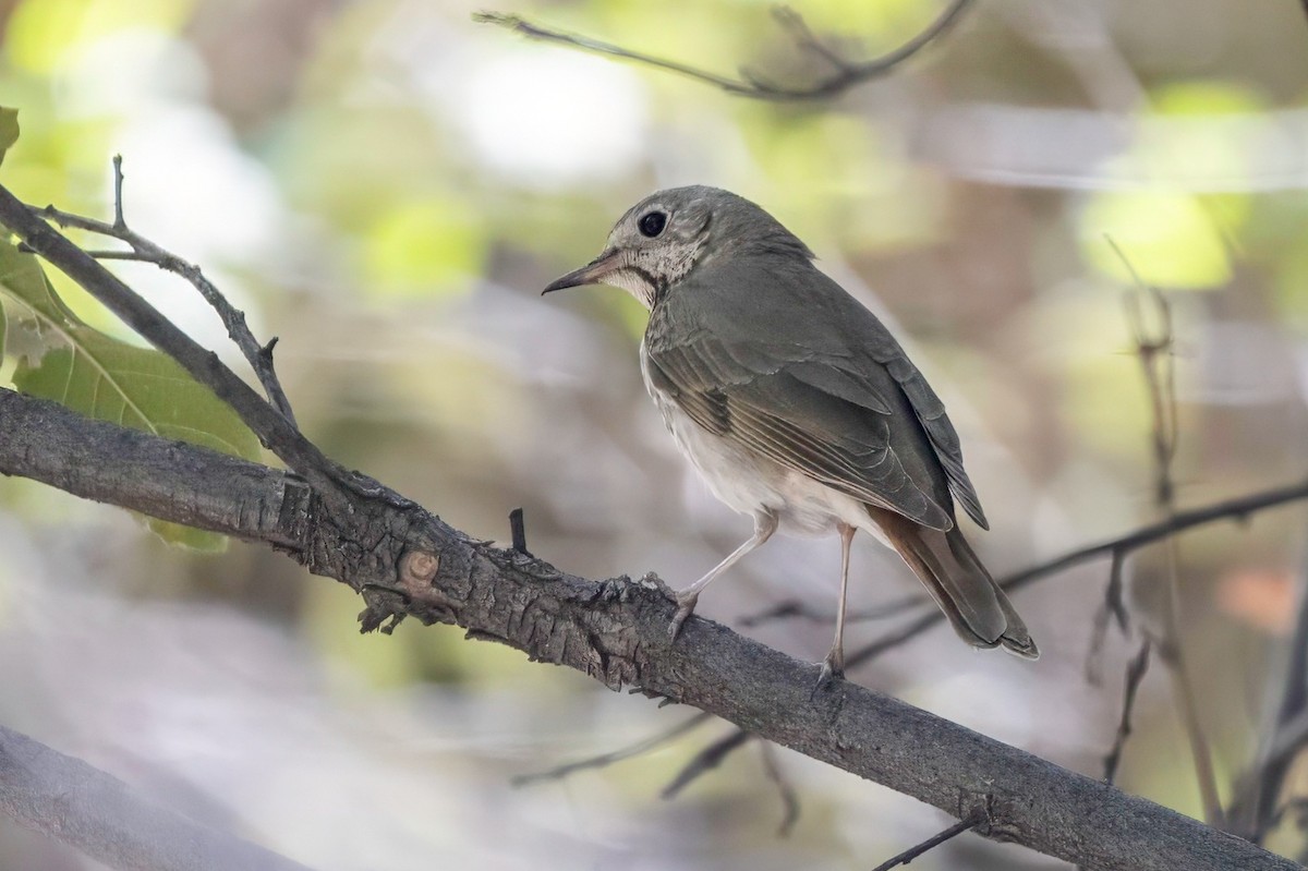 Hermit Thrush - LAURA FRAZIER