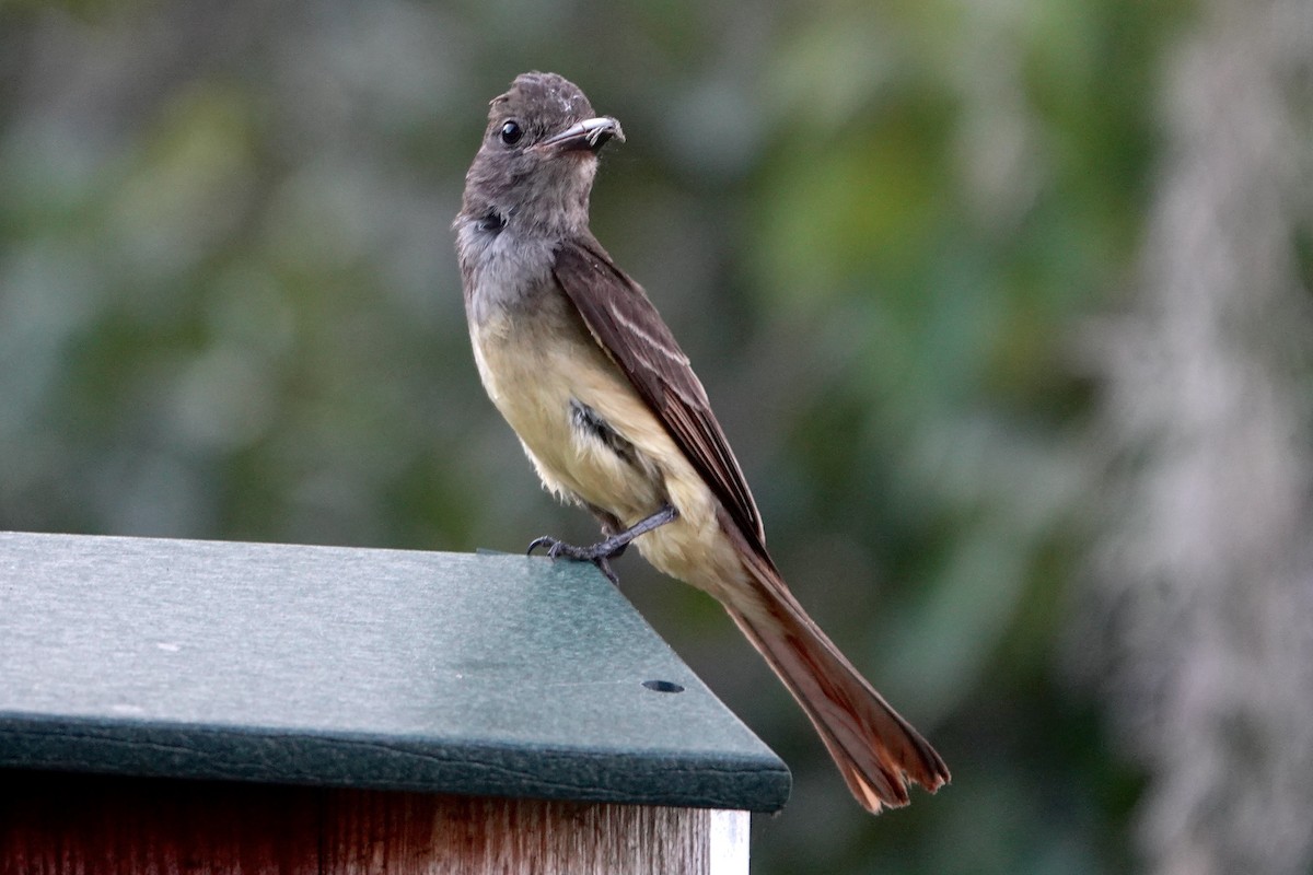 Great Crested Flycatcher - Alena Capek