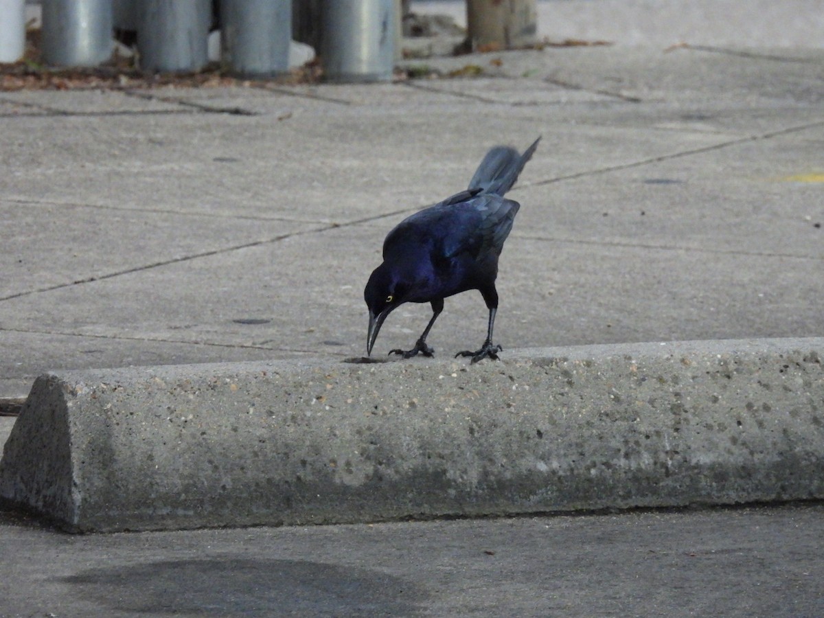 Great-tailed Grackle - Ian M