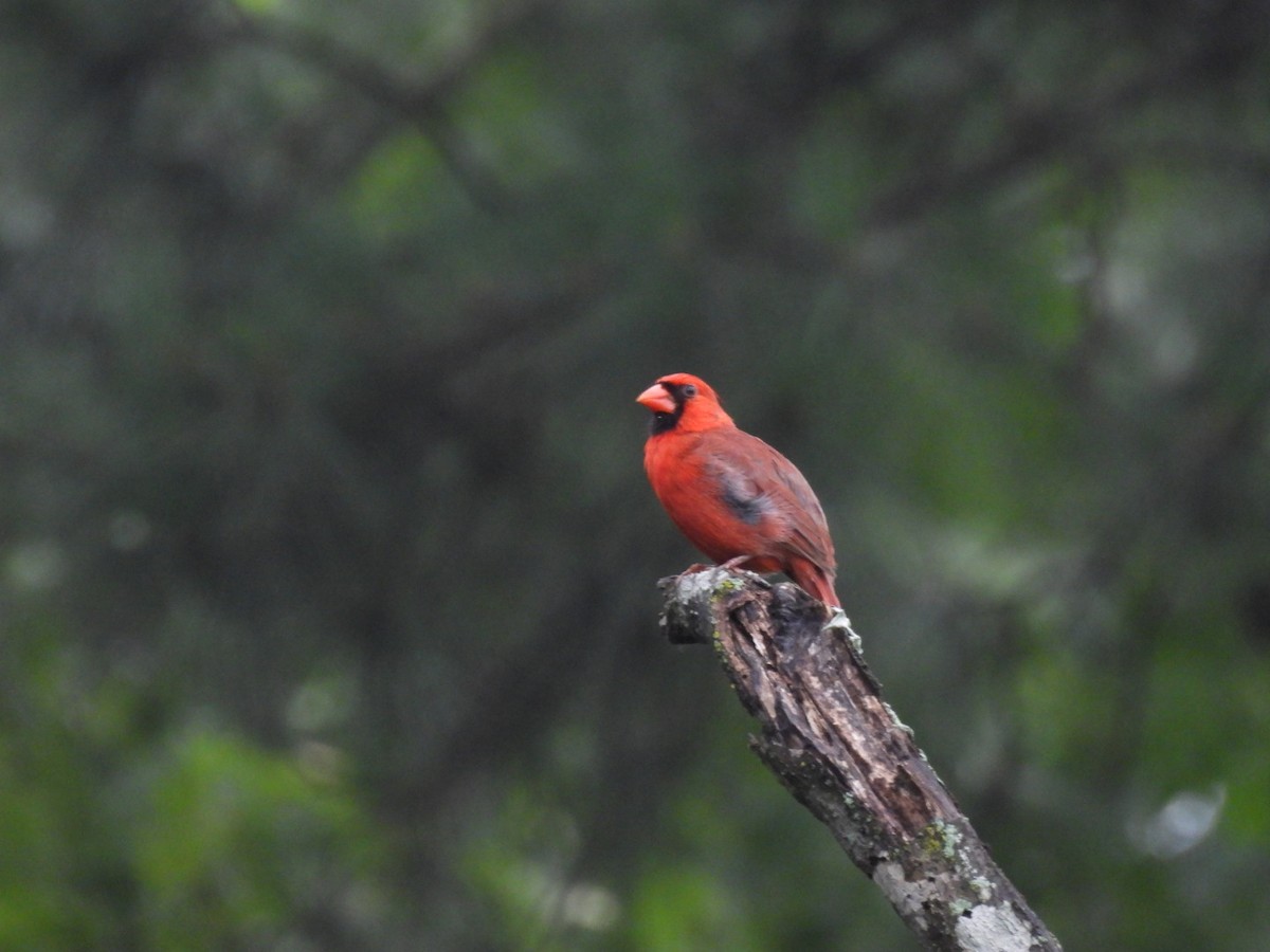 Northern Cardinal - ML619341142