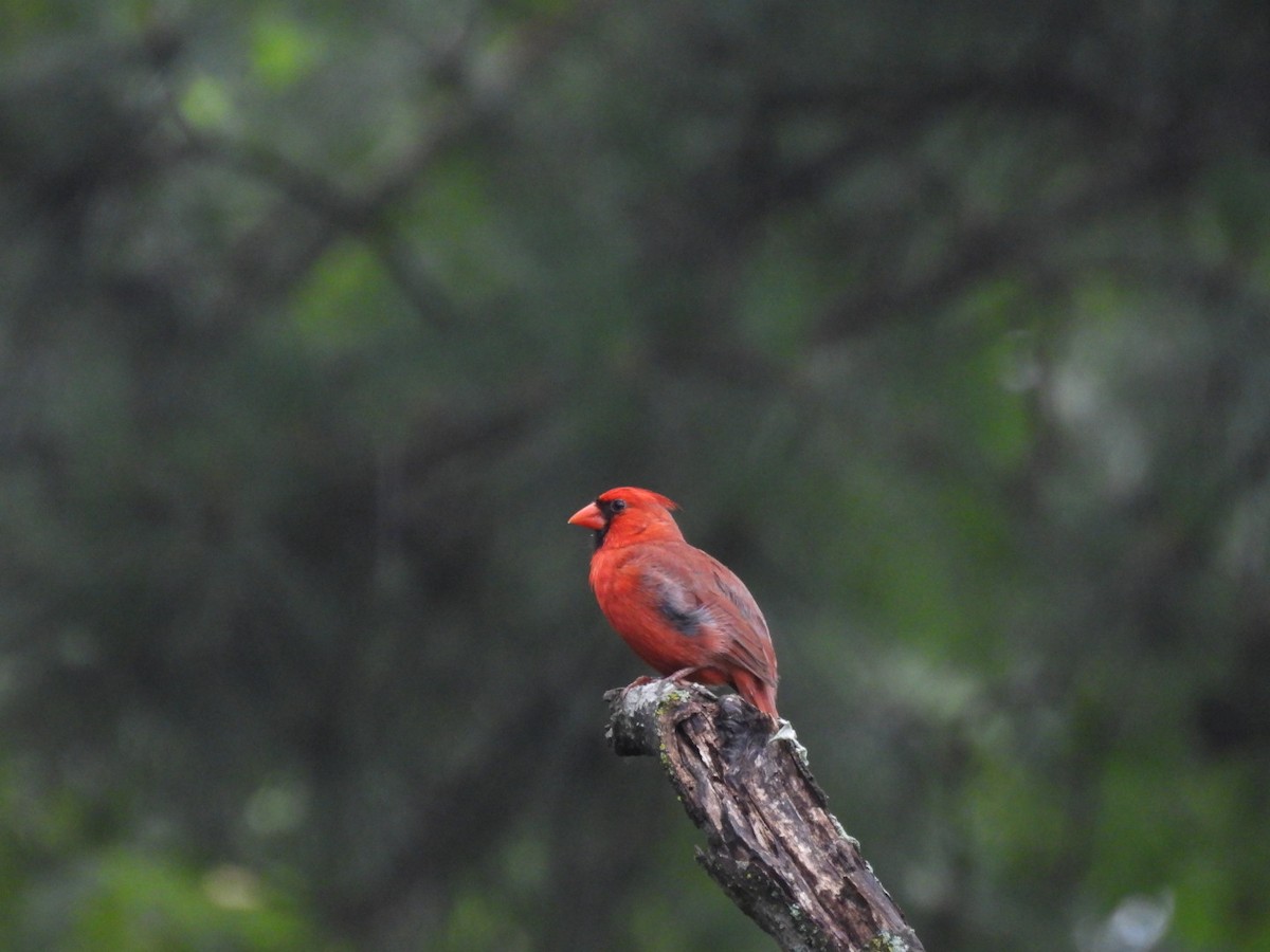 Northern Cardinal - ML619341143