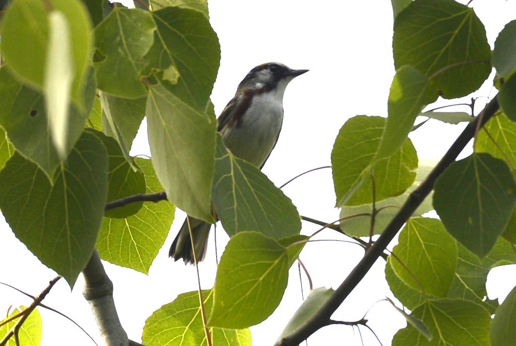 Chestnut-sided Warbler - Spencer Vanderhoof