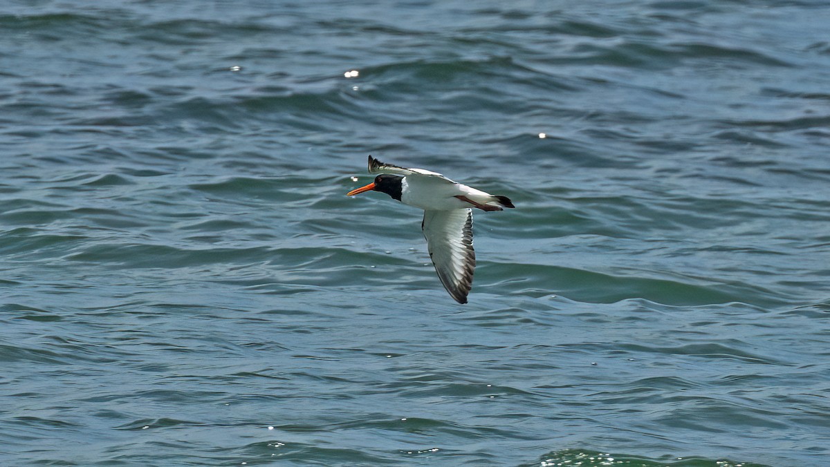 Eurasian Oystercatcher - ML619341155