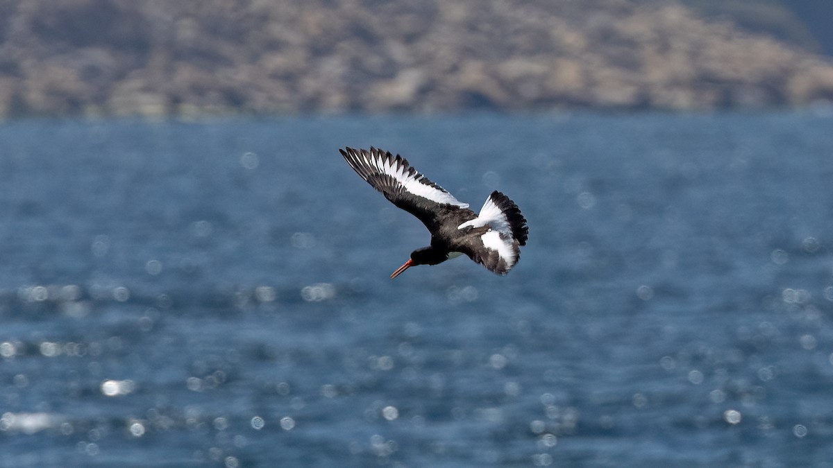 Eurasian Oystercatcher - Korhan Urgup