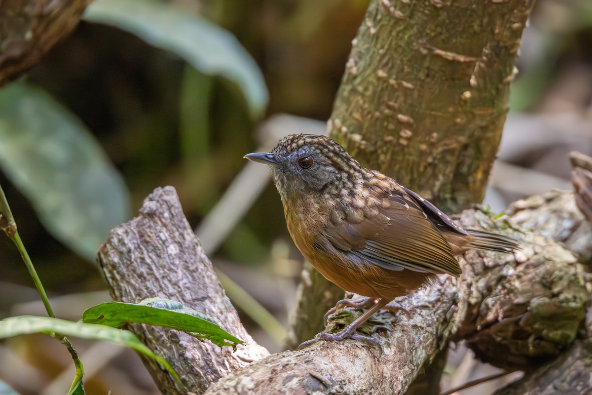 Streaked Wren-Babbler - Carolien Hoek